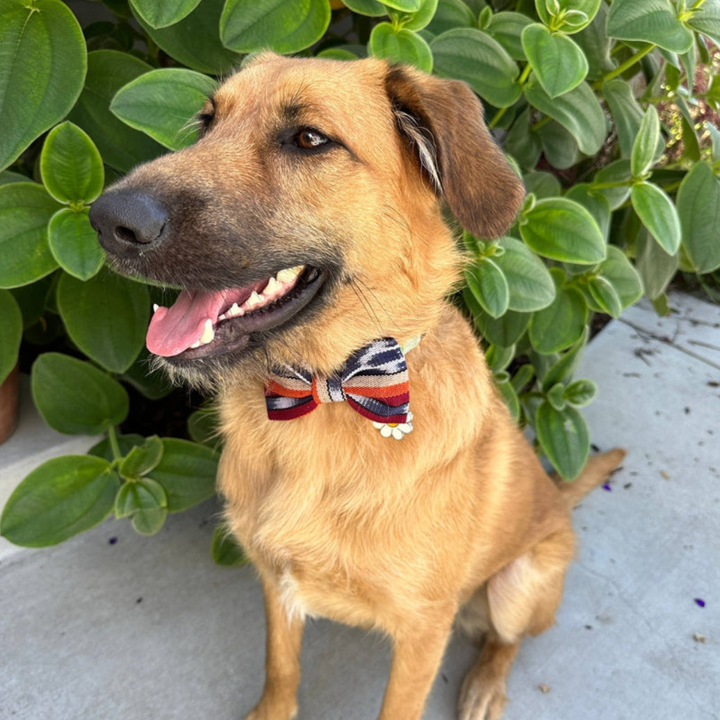 Esperanza- Dog or Pet Bow Tie- fair Trade + artisan made