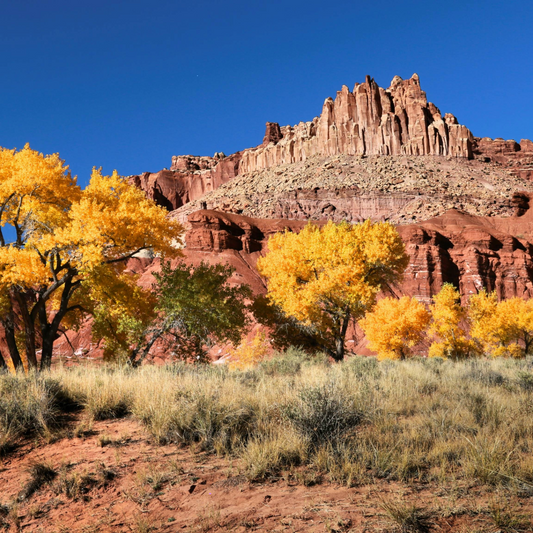 Southern Utah Fall Leaf Peeping 101: The Best Times and Places to Catch the Colors