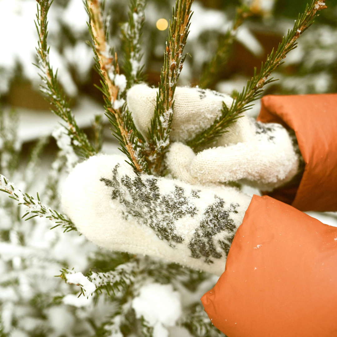 Where to cut your own Christmas Tree in Southern Utah