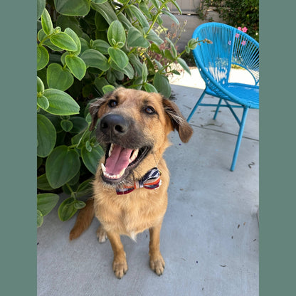 Esperanza- Dog or Pet Bow Tie- fair Trade + artisan made