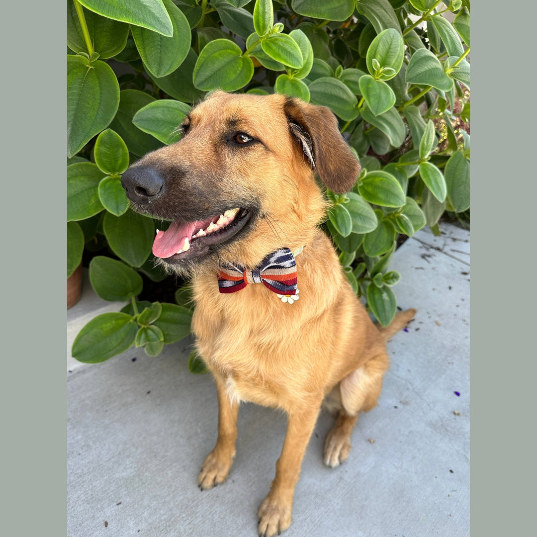 Esperanza- Dog or Pet Bow Tie- fair Trade + artisan made