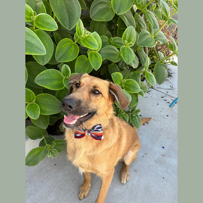 Esperanza- Dog or Pet Bow Tie- fair Trade + artisan made
