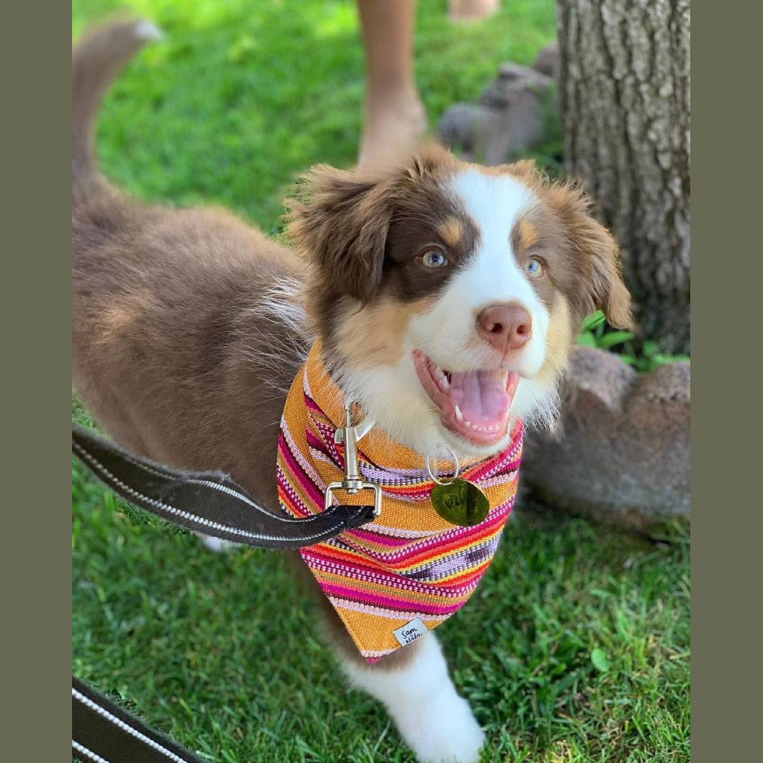 Summer Hat Dog  Bandana Dog- Fair Trade + artisan made