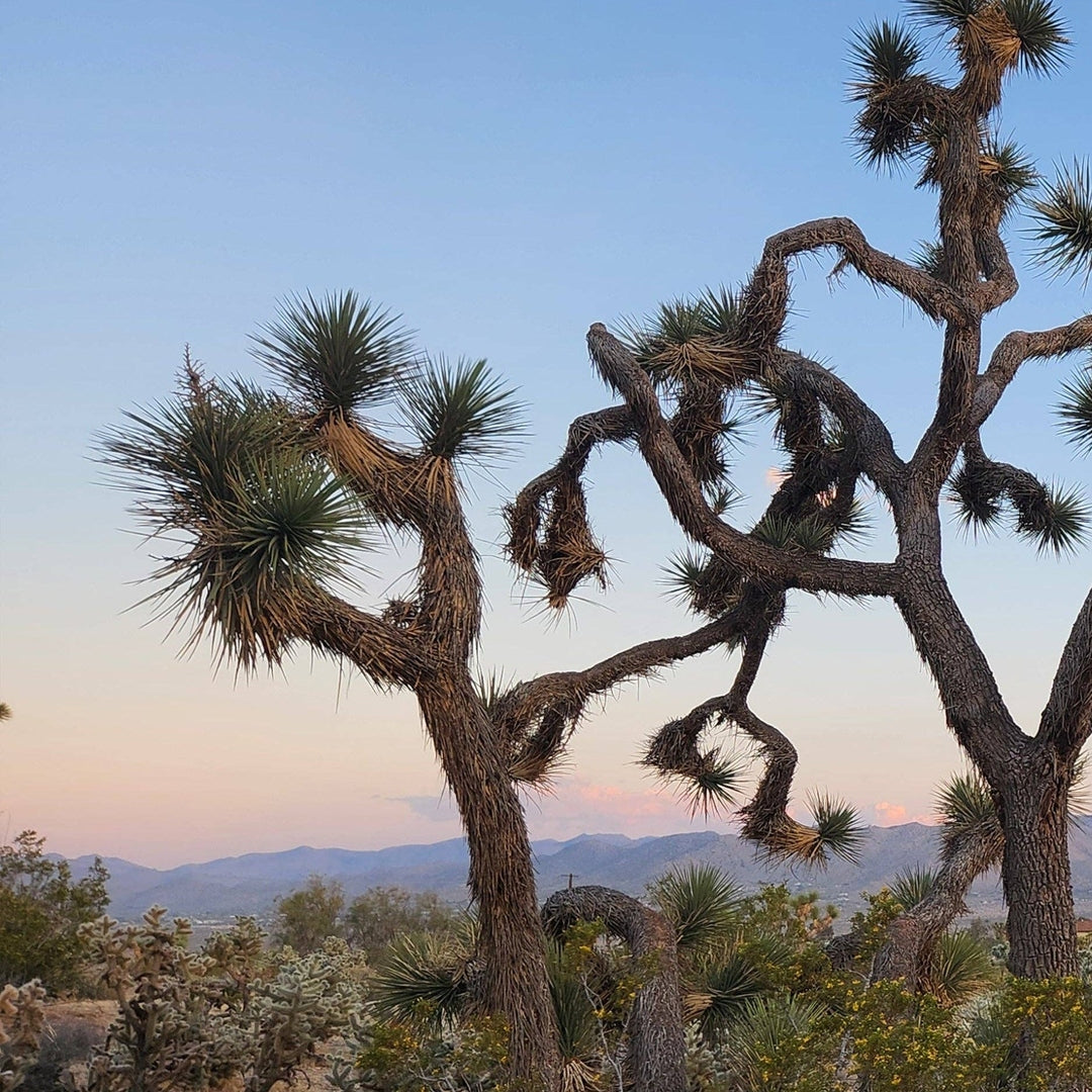 Desert Seeds - Joshua Tree