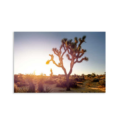 Joshua Tree Postcard