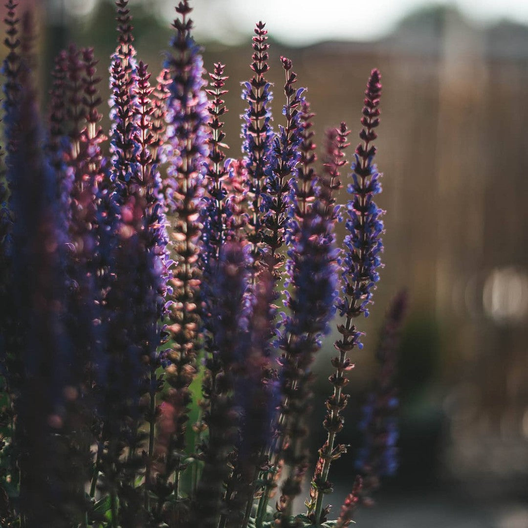 WOODLAND SAGE / Flower Essence for Grounded Wisdom