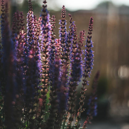 WOODLAND SAGE / Flower Essence for Grounded Wisdom