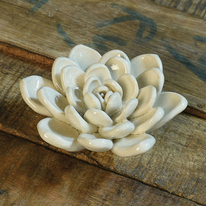 Ceramic Succulent - Cream