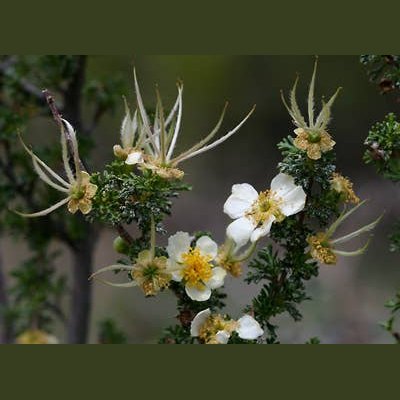 CLIFF ROSE / Flower Essence for Manifestation