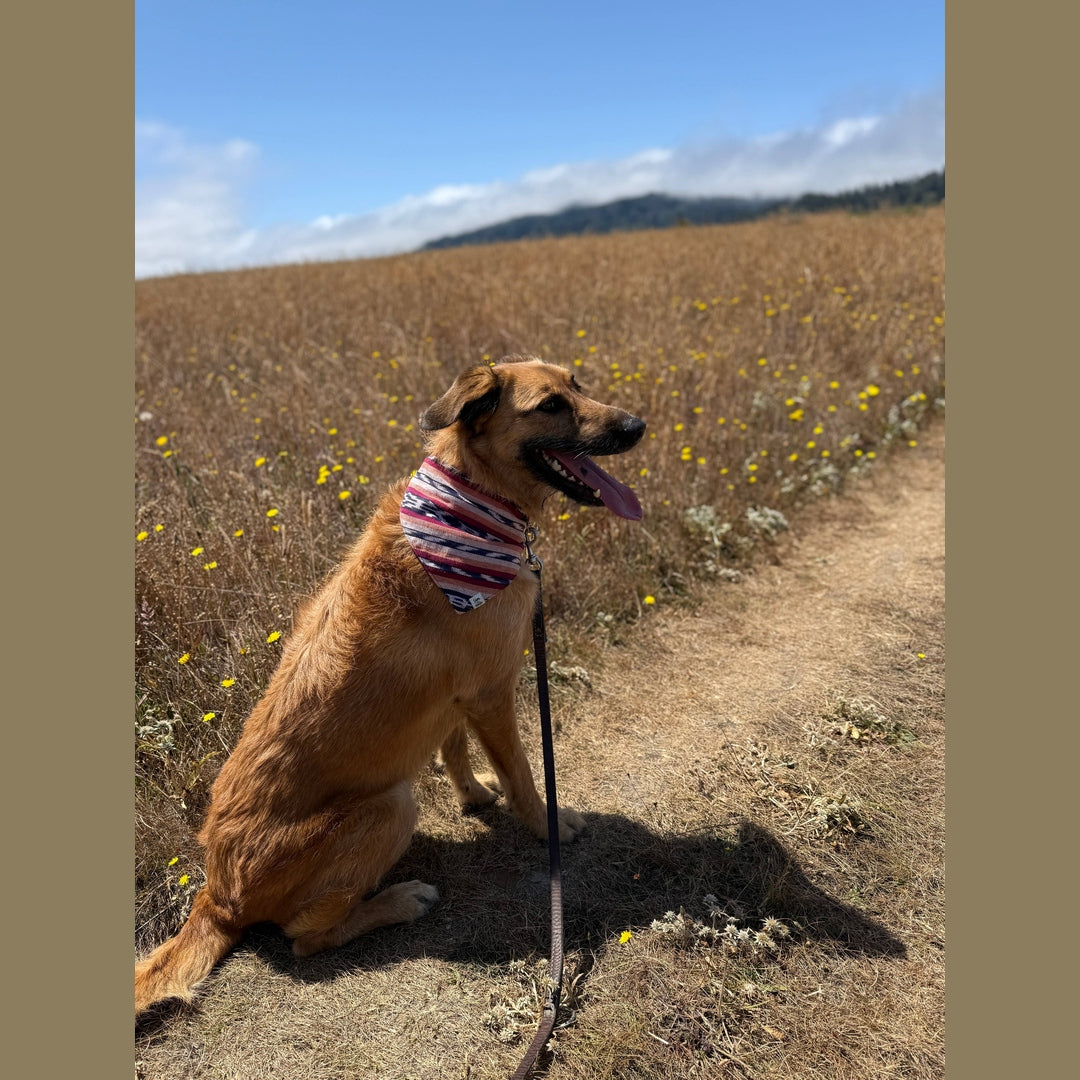 Esperanza Dog Bandana- Handwoven / Fair Trade