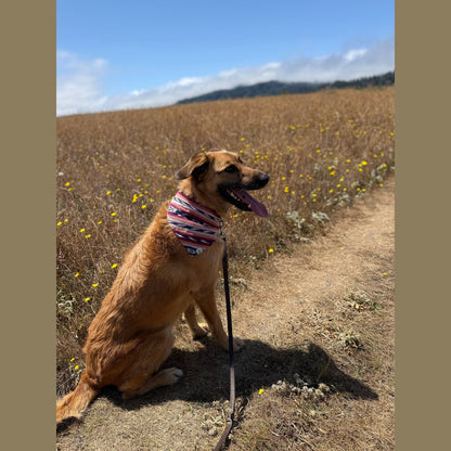 Esperanza Dog Bandana- Handwoven / Fair Trade