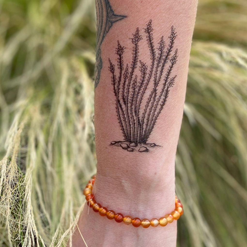 Ocotillo Temporary Tattoo